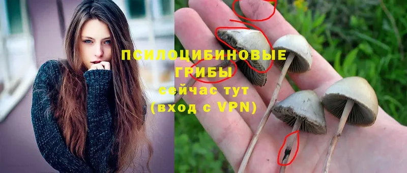 Псилоцибиновые грибы Psilocybine cubensis  Правдинск 